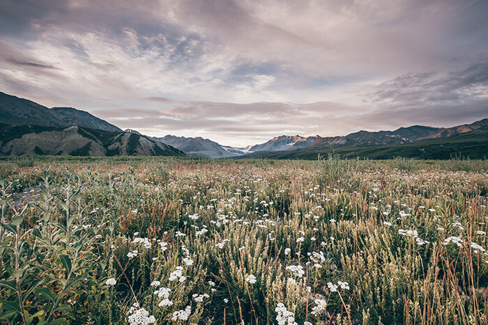 alaska-mountains-with-field-of-white-flowers-in-foreground
