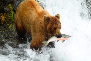 alaskan-brown-bear-with-salmon-in-his-mouth-in-rushing-water